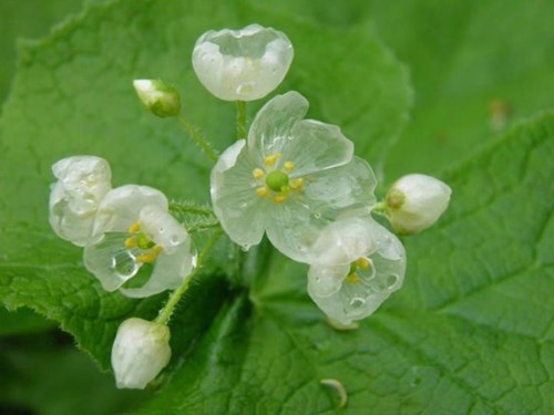 Loài hoa cực đẹp hóa trong suốt khi mưa xuống
