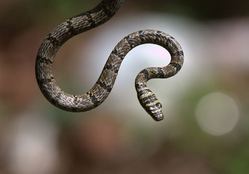 8 điều thú vị về rắn
