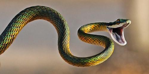 8 điều thú vị về rắn