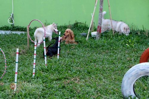 Cận cảnh khu vui chơi dành cho cún cưng đầu tiên ở sài gòn