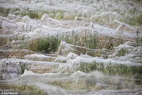 Kinh hoàng hàng triệu con nhện rơi như mưa tại úc