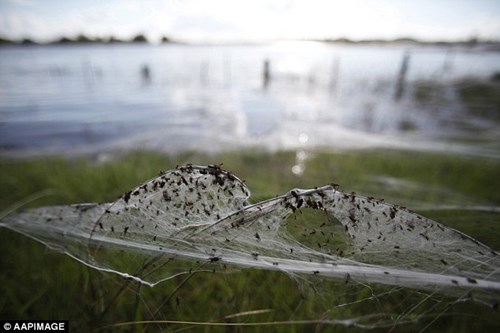 Kinh hoàng hàng triệu con nhện rơi như mưa tại úc