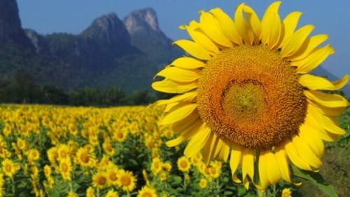 Lopburi - vùng đất của hoa mặt trời tại thái lan
