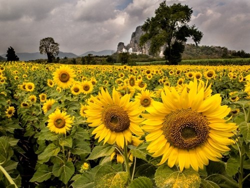 Lopburi - vùng đất của hoa mặt trời tại thái lan