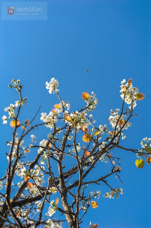 Những sắc hoa đầy mê hoặc ở nơi đẹp nhất việt nam trong mùa xuân