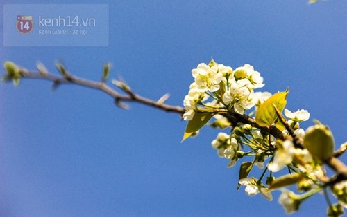 Những sắc hoa đầy mê hoặc ở nơi đẹp nhất việt nam trong mùa xuân