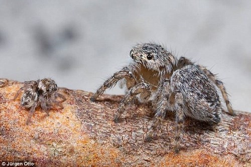 Phát hiện hai loài nhện mới biết nhảy hay mặc đẹp