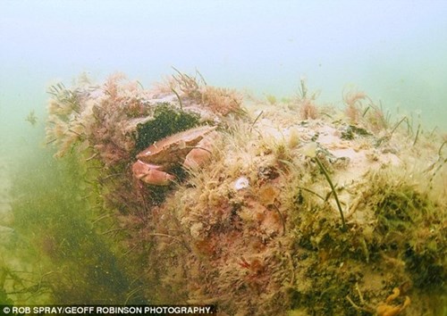 Phát hiện khu rừng bí ẩn 10000 năm tuổi dưới biển sâu