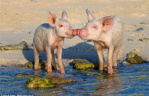 Thú vị hòn đảo khách du lịch thích đến để được tắm với lợn