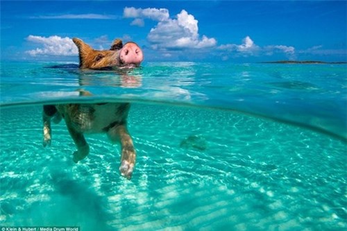 Thú vị hòn đảo khách du lịch thích đến để được tắm với lợn