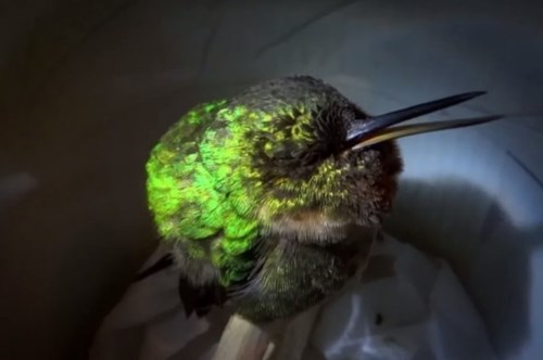 Video xem chim ruồi ngáy khò khò như con người