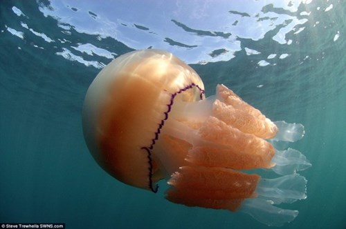 Bí ẩn hàng ngàn con sứa khổng lồ tấn công bờ biển nước anh