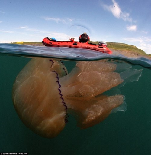 Bí ẩn hàng ngàn con sứa khổng lồ tấn công bờ biển nước anh