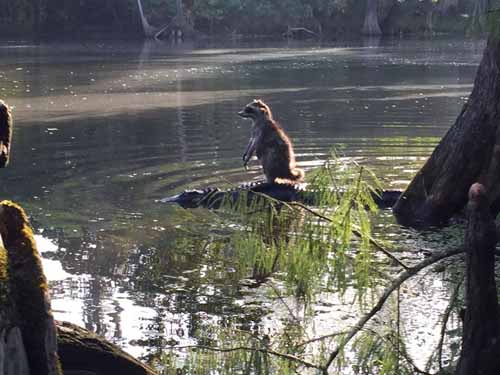 Gấu trúc cưỡi cá sấu qua sông ở florida