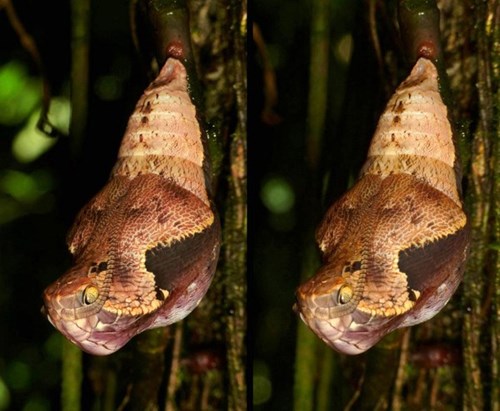 Kinh ngạc loại sâu bướm biết hoá trang thành rắn