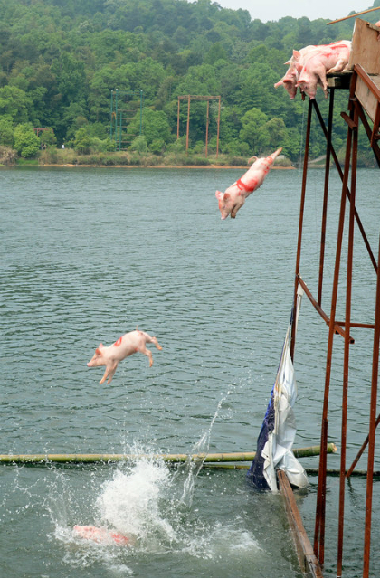 Những nơi lợn bơi không còn là điều lạ
