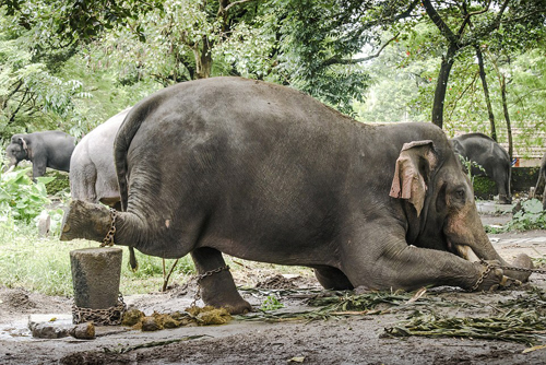 Cuộc sống bi thảm của những con voi làm du lịch