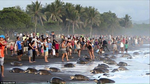 Du khách khiến rùa biển sợ không dám đẻ