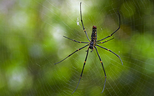 Du khách tố bị nhện độc cắn trong sở thú
