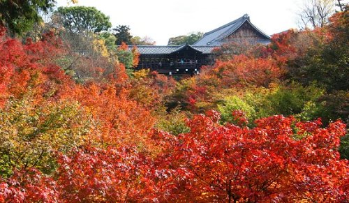 Khung cảnh rừng lá đỏ ngập tràn cố đô kyoto