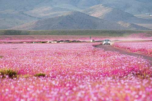 Sa mạc khô cằn sống dậy phủ đầy hoa hồng