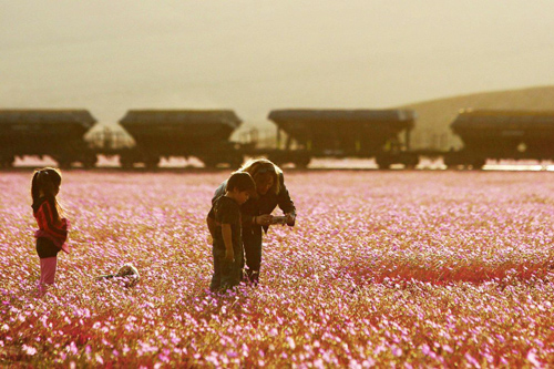 Sa mạc khô cằn sống dậy phủ đầy hoa hồng