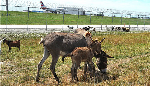 7 động vật được thuê làm nhân viên sân bay