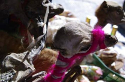 Chợ phù thủy bán bùa yêu ở bolivia