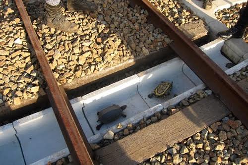 Nhật bản xây dựng lối thoát hiểm dành riêng cho rùa