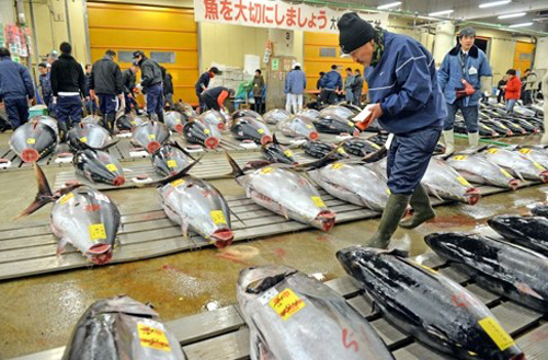 Chợ cá tsukiji 80 tuổi mở phiên đấu giá cuối cùng