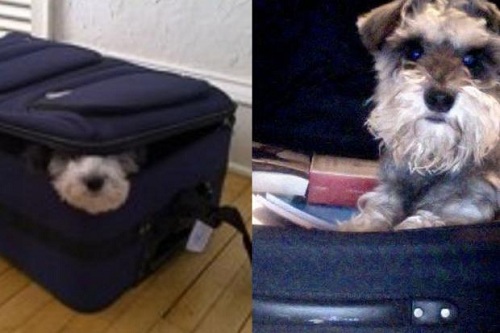 Chó trốn trong vali bay trót lọt từ hong kong qua nhật bản