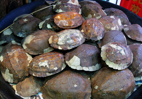 Món thạch làm từ mai rùa gây tranh cãi ở hong kong