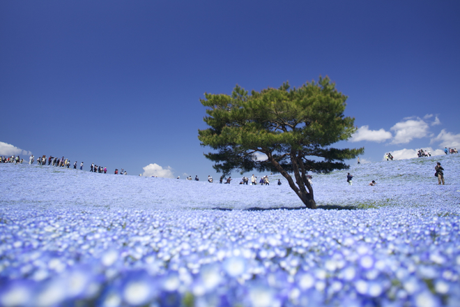 biển hoa ở công viên hitachi seaside nhật bản
