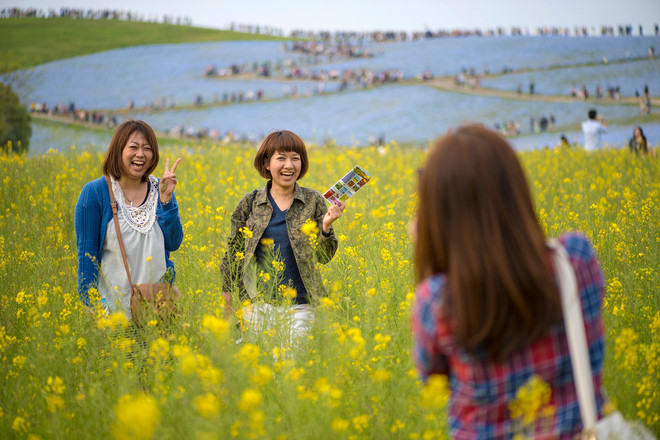 biển hoa ở công viên hitachi seaside nhật bản