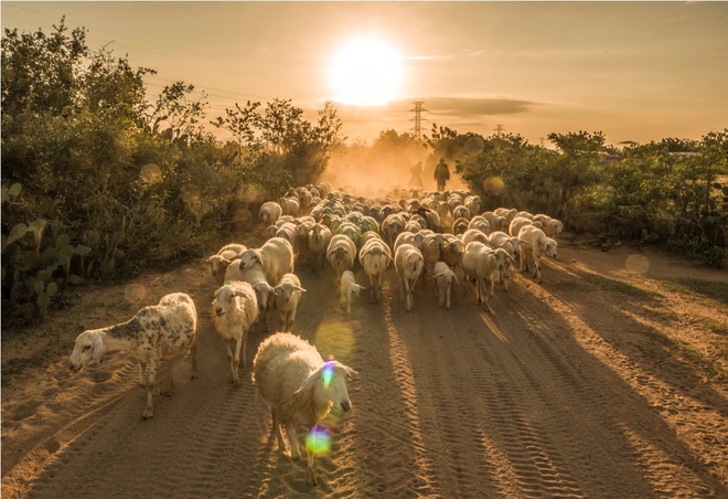 Cuộc sống của những chú cừu ở ninh thuận