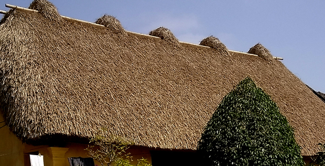 Những ngôi nhà mái rạ ở thủ phủ gạo tám