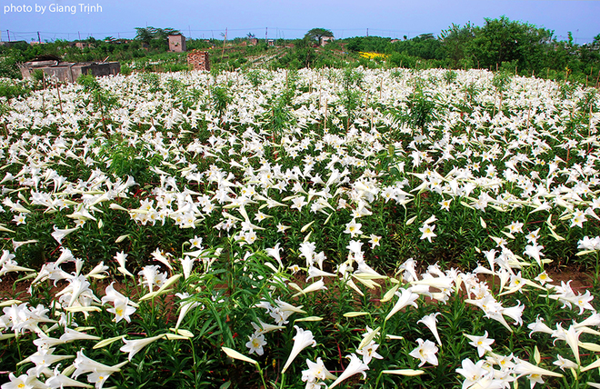 Vườn hoa loa kèn nở bung trắng muốt