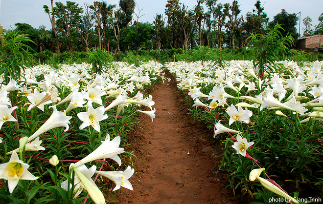 Vườn hoa loa kèn nở bung trắng muốt