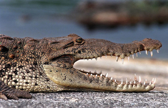 Vườn quốc gia nơi cá sấu ngự trị ở mỹ