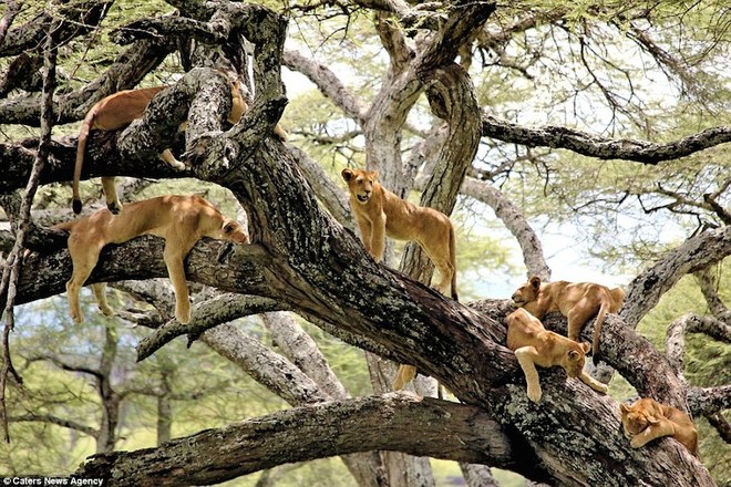 Khoảnh khắc ngủ trưa hiền lành của bầy sư tử