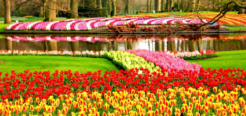Lễ hội hoa keukenhof tại amsterdam 